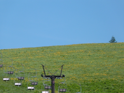 ニッコウキスゲ