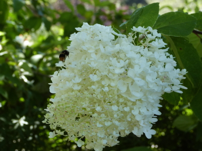 バラクライングリッシュガーデン