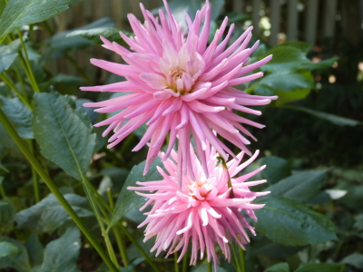 バラクライングリッシュガーデン