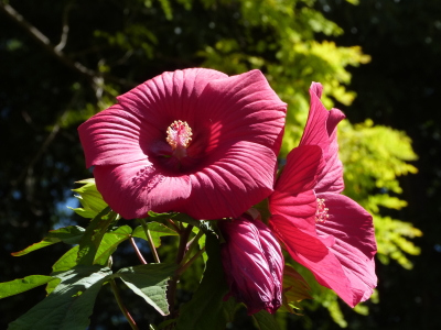 バラクライングリッシュガーデン