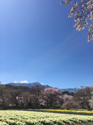 神代桜画像