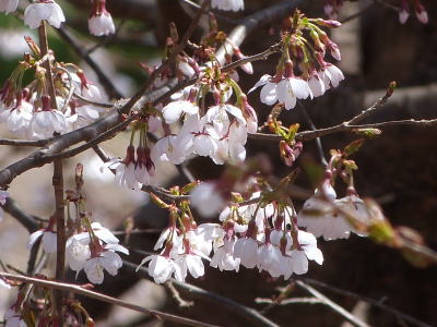 神代桜画像