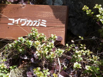 北八ヶ岳ロープウェイ画像