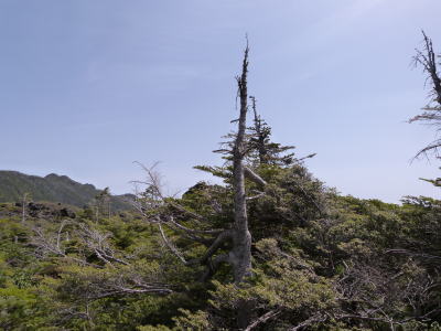 北八ヶ岳ロープウェイ画像