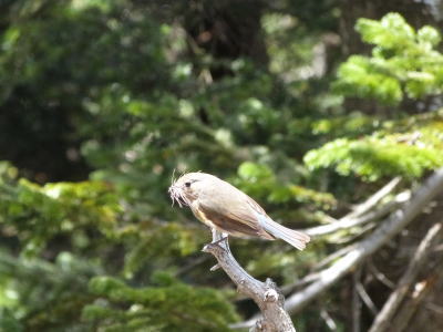 北八ヶ岳ロープウェイ画像