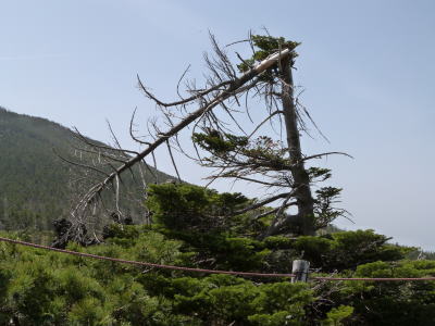 北八ヶ岳ロープウェイ画像