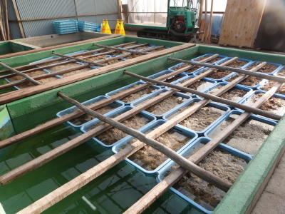 寒天作り「イリセン」さん画像