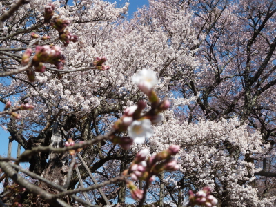 神代桜画像