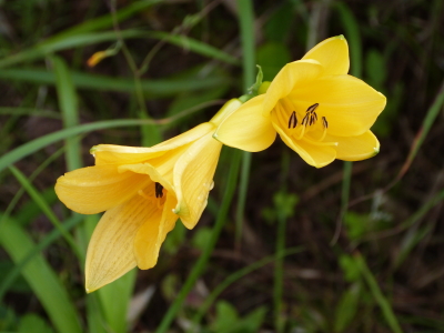 ニッコウキスゲ画像