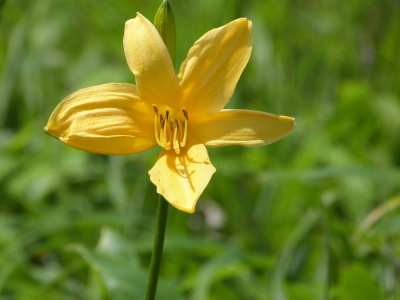 ニッコウキスゲ画像