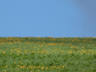 ニッコウキスゲ画像