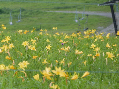 ニッコウキスゲ画像