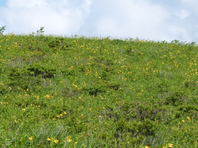 ニッコウキスゲ画像
