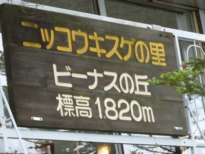 ニッコウキスゲ画像