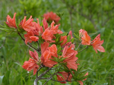 レンゲツツジ画像