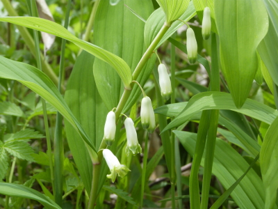 八島が原湿原画像