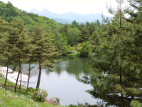 東急からまつ池