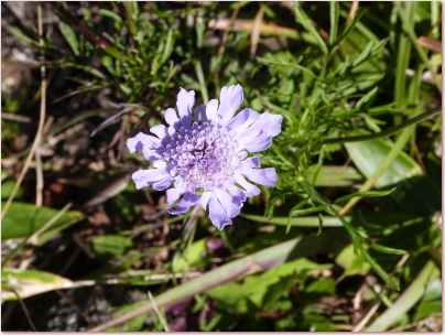 八子ケ峰トレッキングコースマツムシソウ