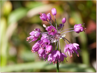 八子ケ峰トレッキングコースのヤマラッキョウの花