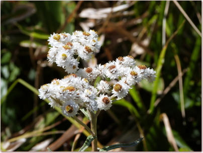 八子ケ峰トレッキングコースエーデルワイスの花