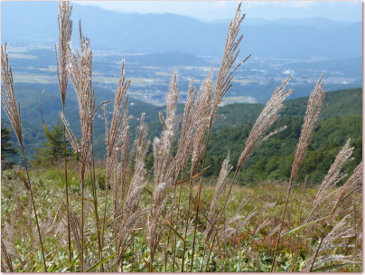 八子ケ峰トレッキングコースのすすき