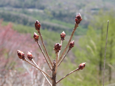 東急トレッキングコース画像