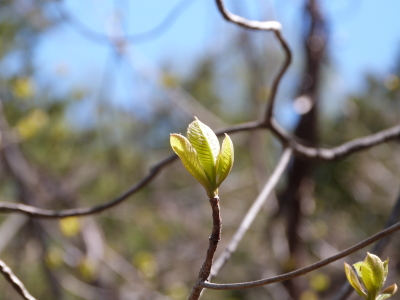 東急トレッキングコース画像