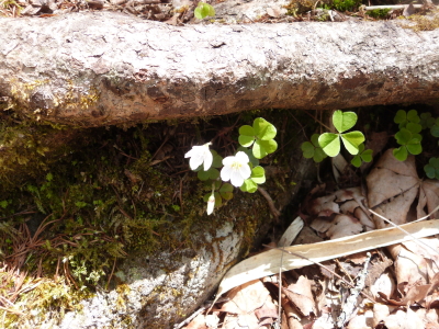 東急トレッキングコース画像