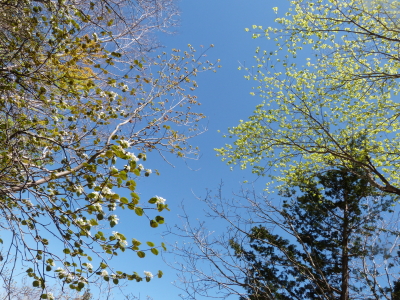 東急トレッキングコース画像