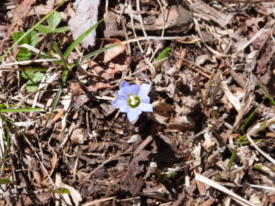 東急トレッキングコース画像