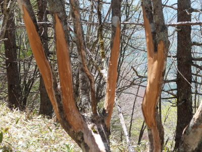 東急トレッキングコース画像